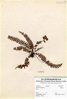 藏品(鐵角蕨)的圖片